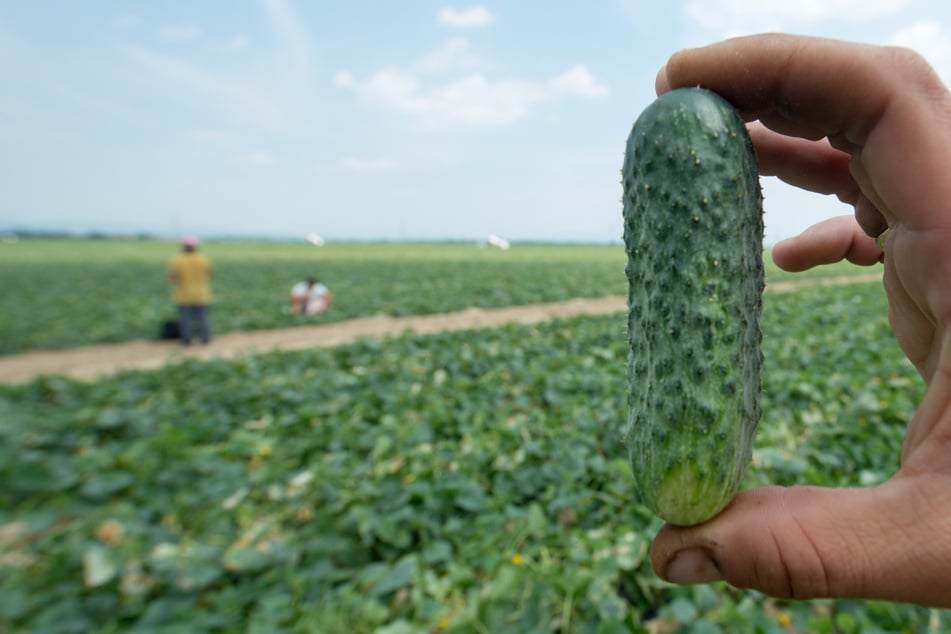 Aus Gold wurde Gurke: Frau tätigt teuersten Gemüse-Kauf der Oberpfalz