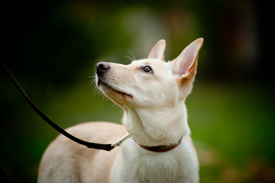 Bis 15. Juli In SachsenAnhalt müssen Hunde ab Montag auch im Wald und