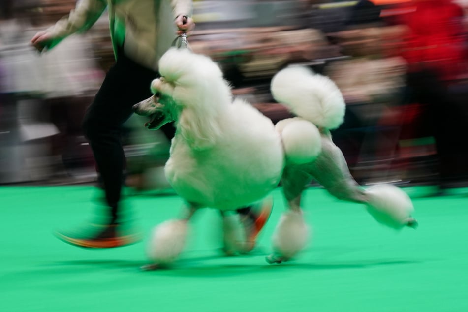 Así es como normalmente se imagina a un caniche típico. (Imagen simbólica)