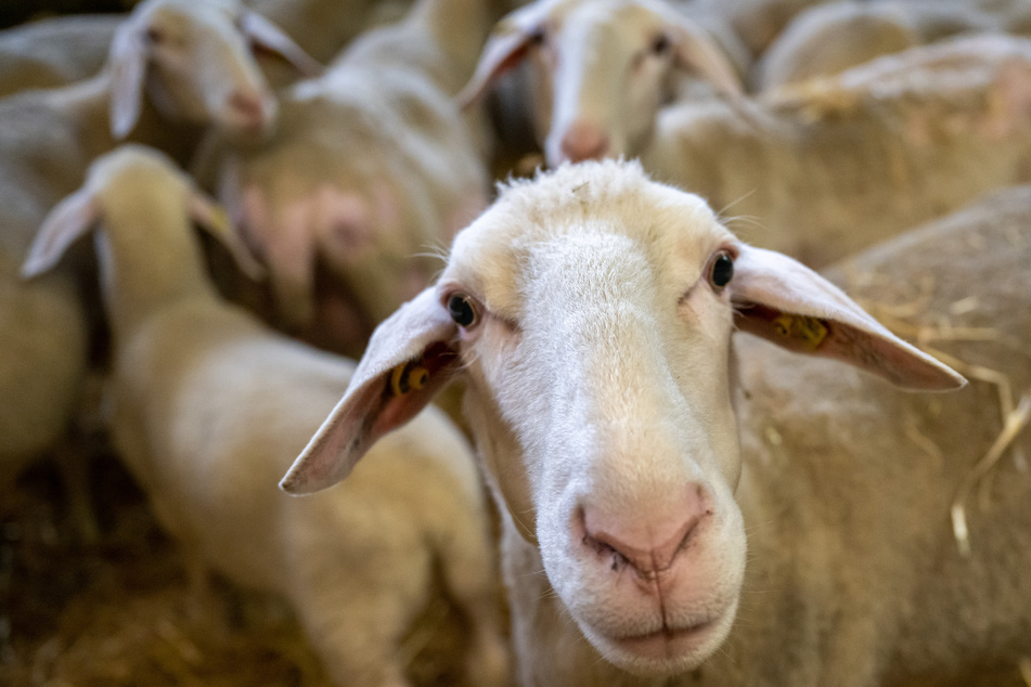 Nachdem das Veterinäramt über 400 Schafe von einem Grundstück in Magdeburg gerettet hat, erstatteten nun drei Frauen Anzeige gegen das Amt. (Symbolbild)