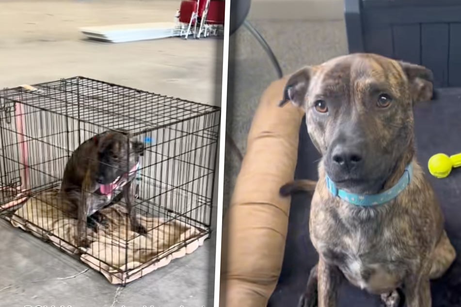 So bitter: Cali saß am Ende eines Adoptions-Events ihres Tierheims als einzige noch in der Halle. Alle anderen Fellnasen waren erfolgreich vermittelt worden.