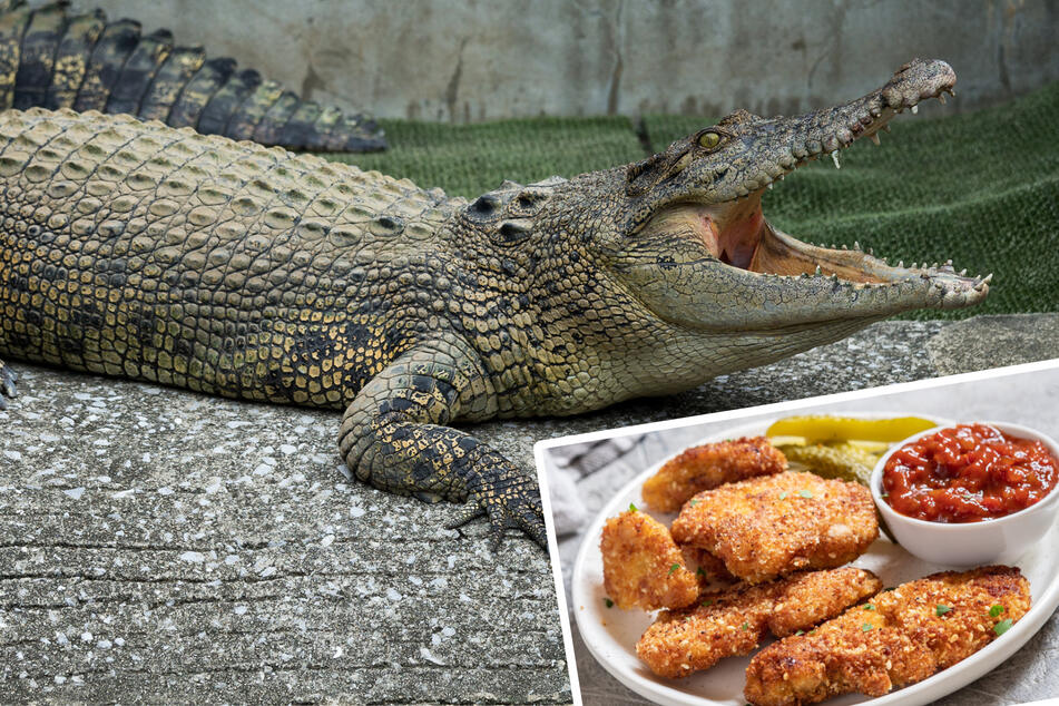 Tierisch gutes Frühstück: Alligator besucht Fast-Food-Restaurant und erschreckt Gäste!