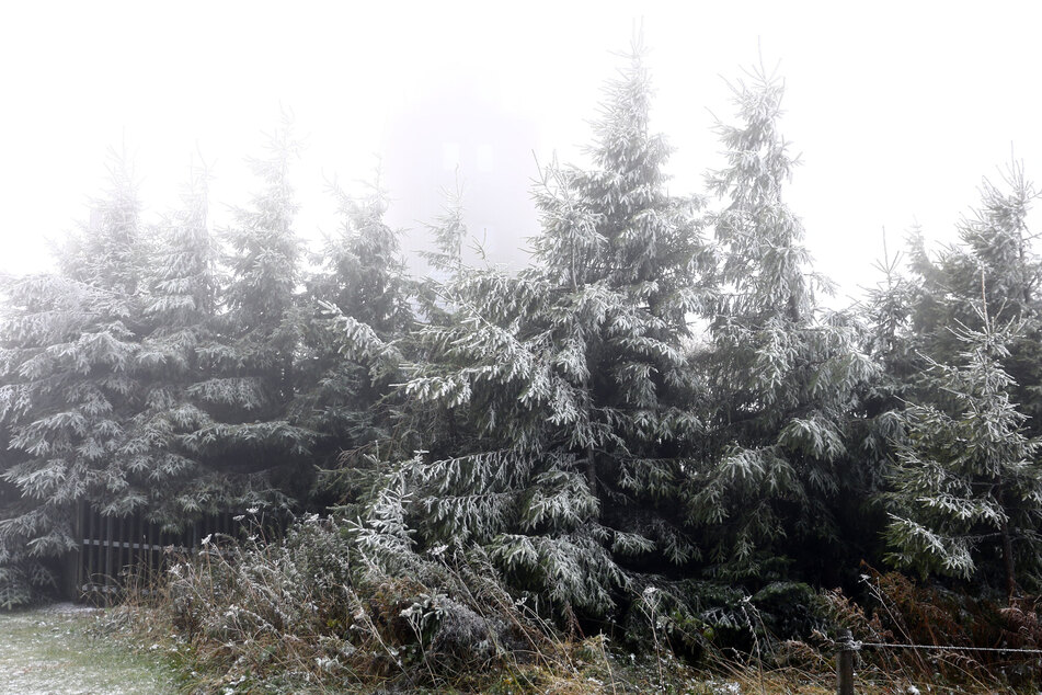 Mit leichtem Schnee waren am Mittwochmorgen die Bäume auf dem Fichtelberg bedeckt.