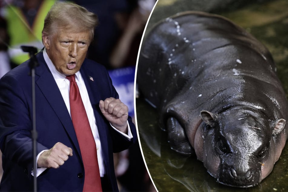 Thai baby hippo Moo Deng "predicts" who will win US election