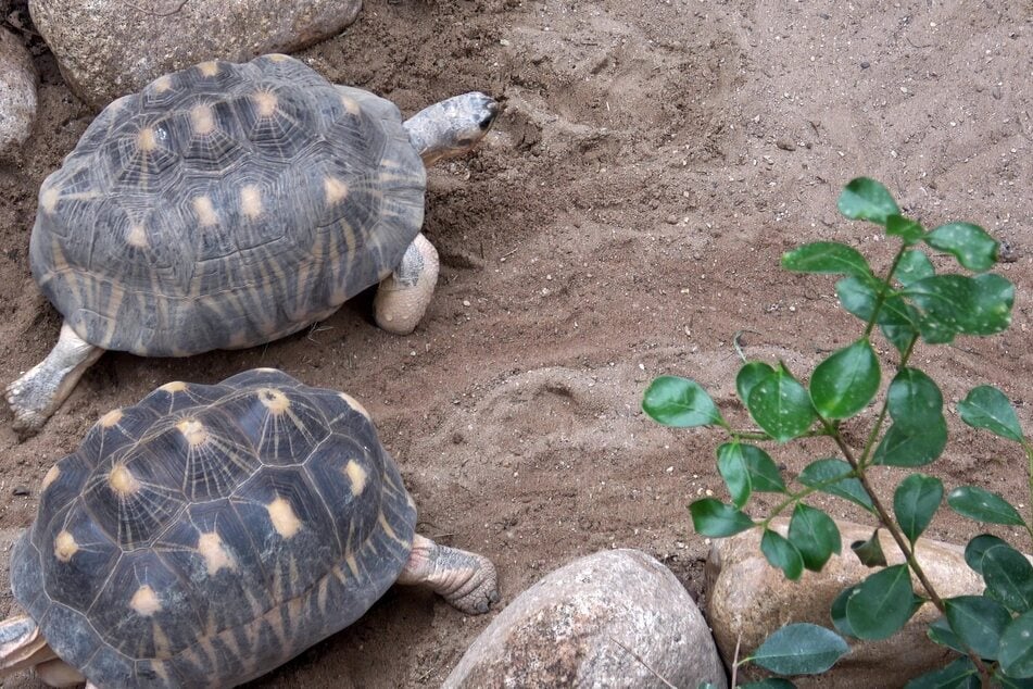 Schildkröten sind entdeckungsfreudig und benötigen viel Auslauffläche - auch um sich aus dem Weg zu gehen.