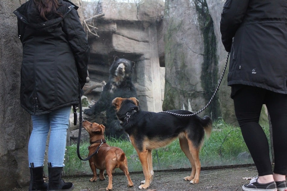 Ab sofort sind Hund im Duisburger Zoo auch an den Wochenenden willkommen. Zuvor durften die Vierbeiner nur unter der Woche mitgebracht werden.