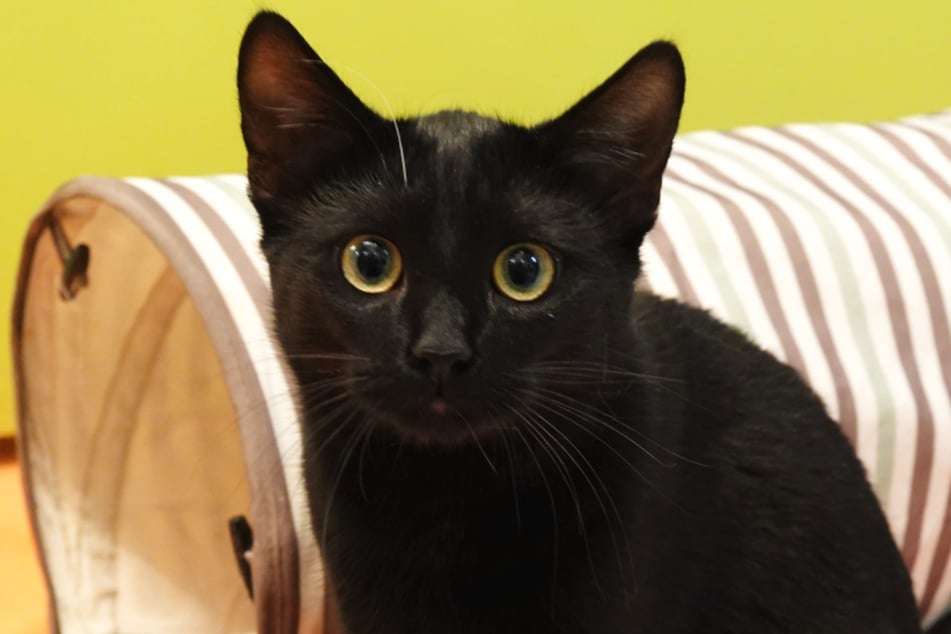 Auch Webby möchte möglichst zeitnah umziehen ...