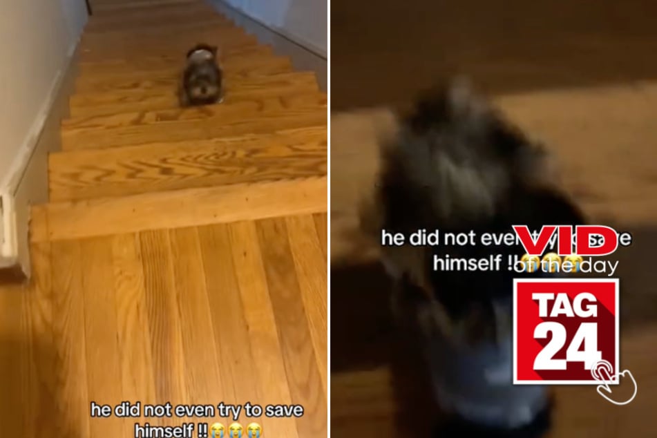 viral videos: Viral Video of the Day for April 30, 2024: Pup gracefully tumbles down some stairs: Oh my god, no!"