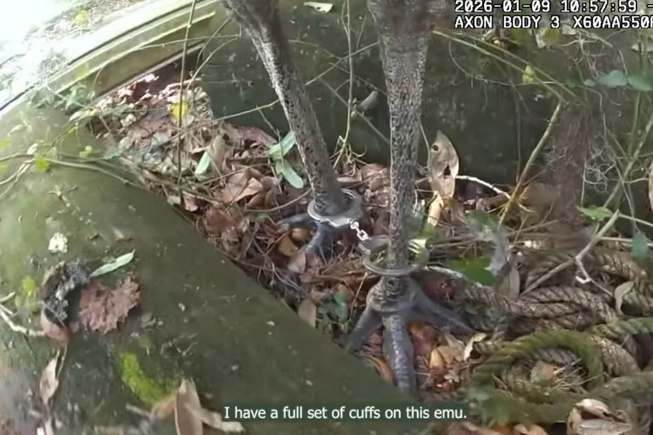Ungewöhnlicher Anblick: Um den Emu gefahrlos zu sichern, griff der Polizist zu Handschellen.