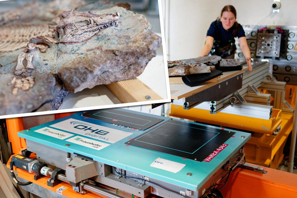 Forscher analysieren 300 Millionen Jahre alte Fossilien und vermuten Sensationsfund