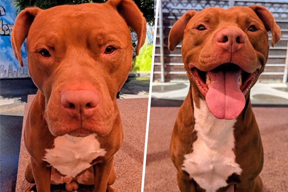 Armer Pitbull einfach herzlos ausgesetzt: Gibt es für Hector noch ein Happy End?