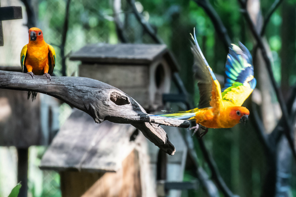 Zoos are hoping to keep their birds from catching the avian flu.