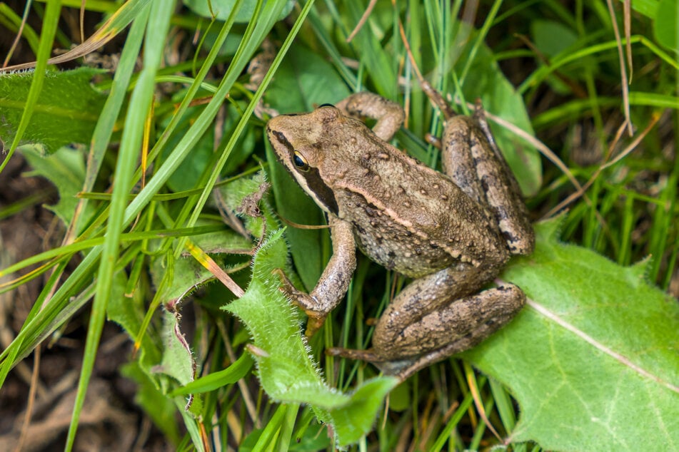 Frösche im Garten fressen lästige Mücken und Schädlinge.