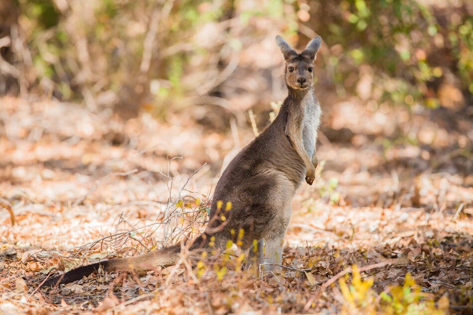 In Brandenburg wurde ein scheues Känguru (Rotnacken-Wallaby) gesichtet. (Symbolbild)