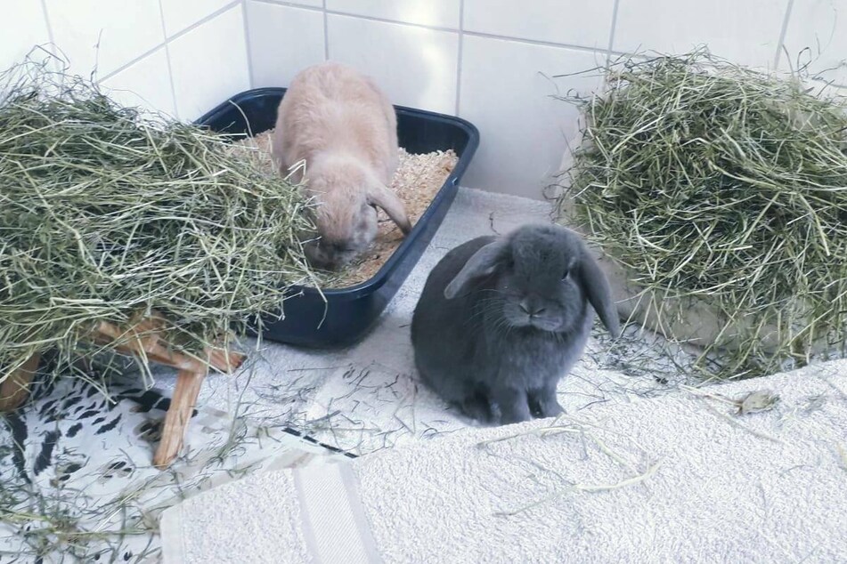 Dasher und Rudolf stammen aus einer "Animal Hoarding"-Wohnung und suchen nun ein liebevolles, artgerechtes Zuhause.