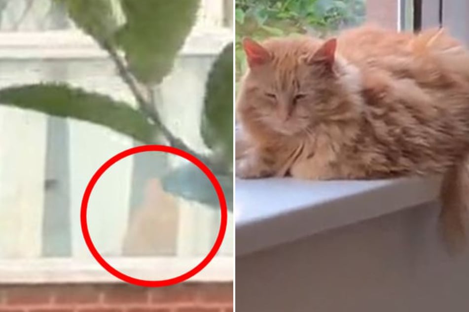 This cat's owner was shocked to find him hanging out with the neighbors.