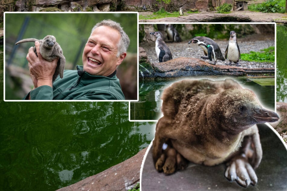 Zuckerschock im Amerika-Tierpark: Niedlicher Pinguin-Nachwuchs noch ohne Namen