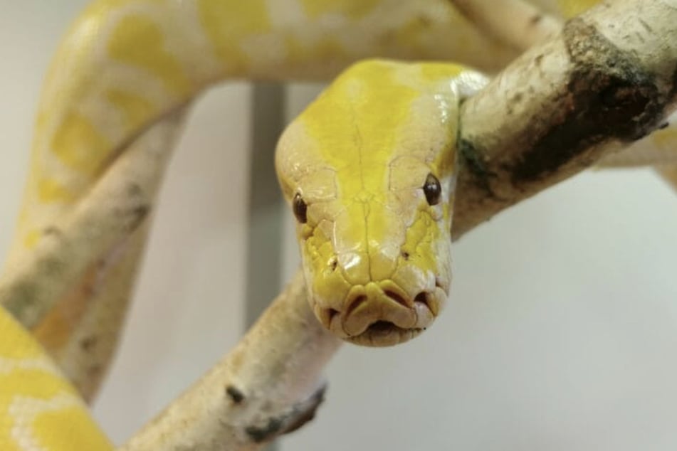 Im Leipziger Tierheim leben auch Tigerpythons.