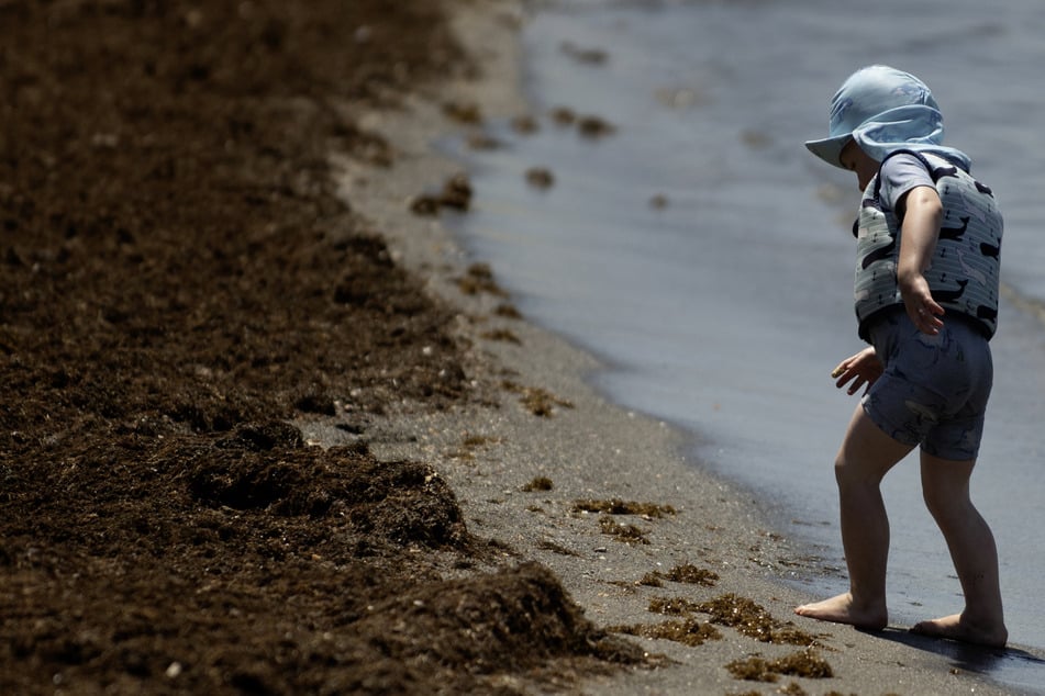 Einige Wagemutige trauen sich trotz der unendlichen Massen an Braunalgen ins Wasser, für andere ist dies ein großes No-Go.