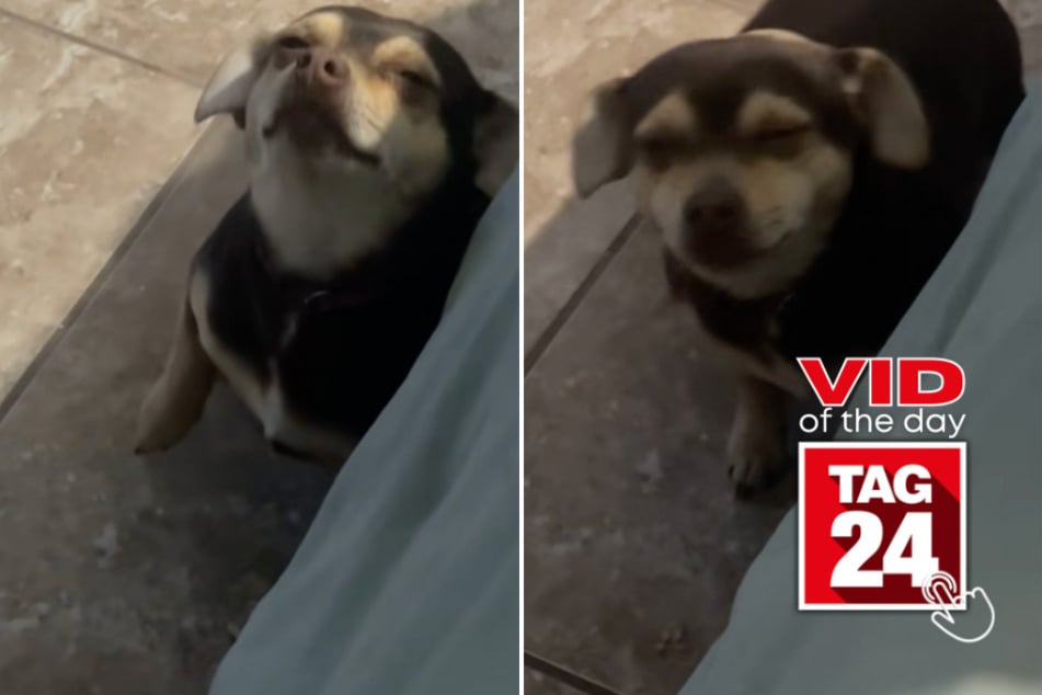 viral videos: Viral Video of the Day for February 28, 2025: Guilty pup's face says it all after messy mishap!