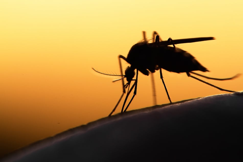 Durch den Klimawandel und die Ausbreitung exotischer Mückenarten können Krankheiten wie Malaria oder das Dengue-Fieber nach Deutschland gelangen.
