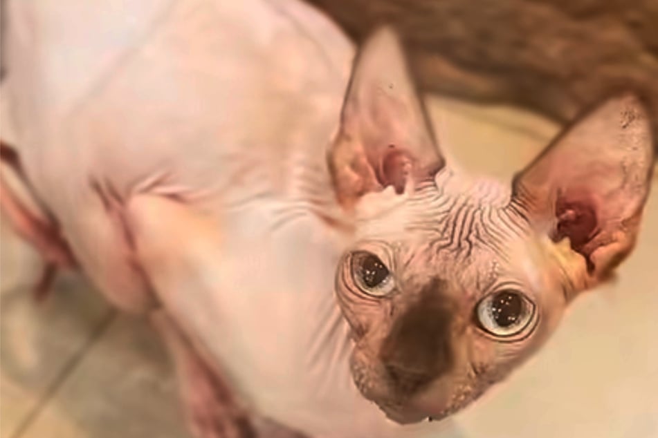 Ohne Fell, aber mit ganz viel Herz: Nacktkatze Twinky sucht ruhiges Zuhause