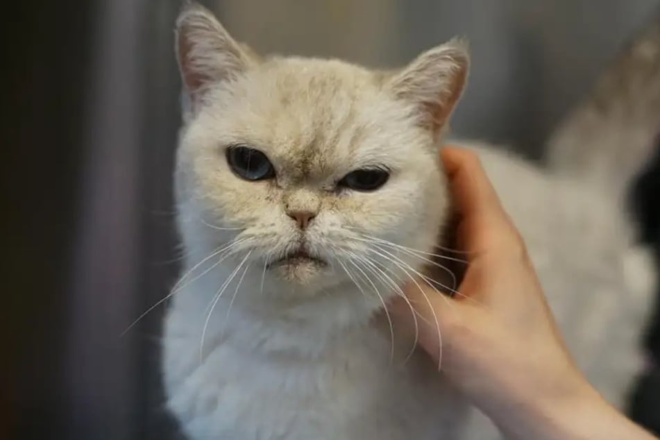 Katze Uhu aus dem Hamburger Tierheim ist auf der Suche nach einem liebevollen Zuhause für ihren Lebensabend.