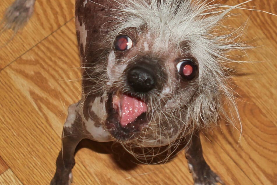 Chinese crested: The horror!