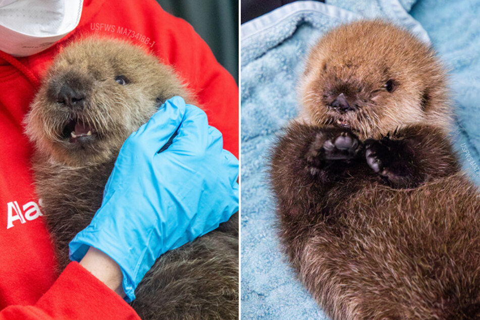 Rescued "adorable" baby otter gets round-the-clock care
