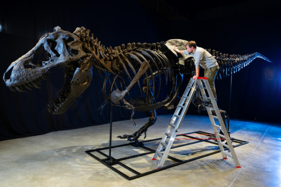 Frederik Spindler, Paläontologe im Dinosaurier Museum Altmühltal, steht neben einem Skelett von einem Tyrannosaurus rex.