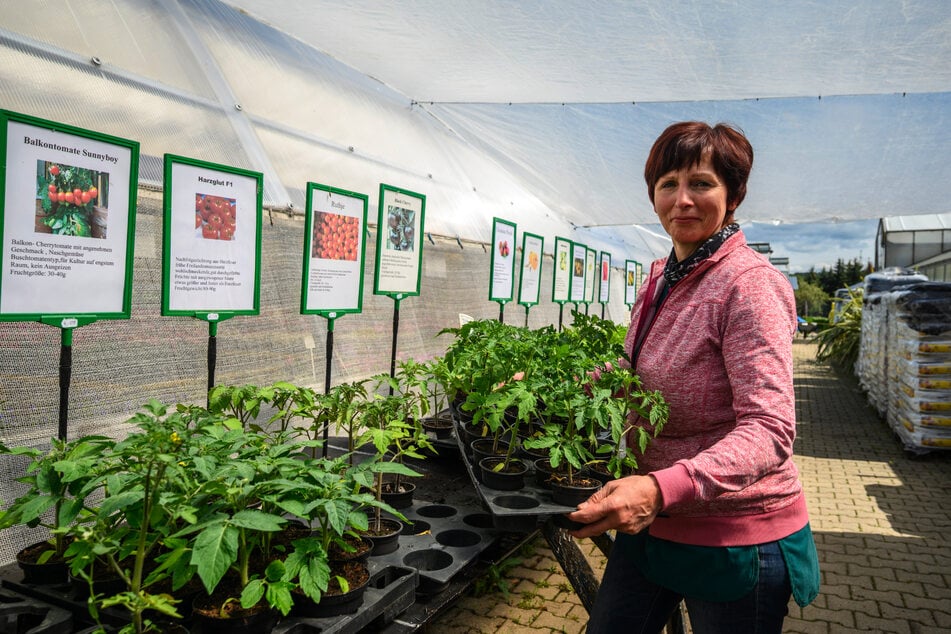 Pleißa bei Limbach-Oberfrohna bringt Floristin Kerstin Ebert (59) die Tomatenpflanzen wieder ins warme Gewächshaus.