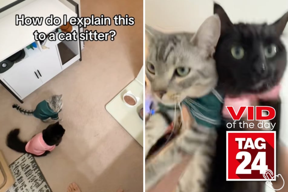These cats won't eat until their owner performs a very special pre-dinner ritual!