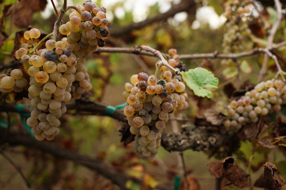 Rocketing costs, falling demand for wine, and competition have led grape growers in Lodi, California, to abandon their famous vineyards.