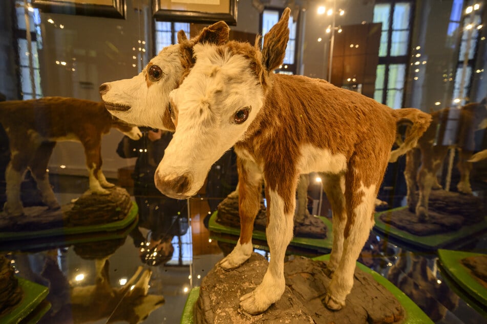 Schon immer Teil der Ausstellung ist das siamesische Kalb.