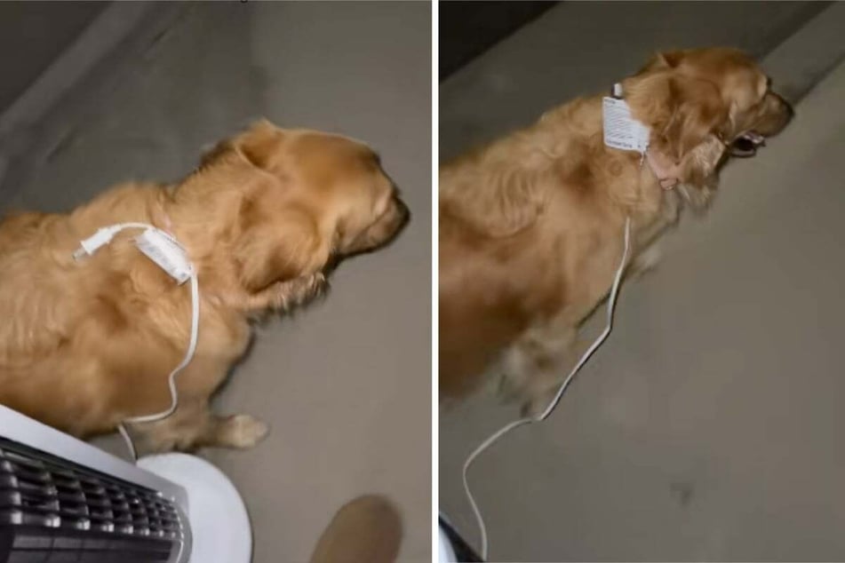 Woman can't find dog's leash – her bizarre makeshift solution has millions doing a double-take!