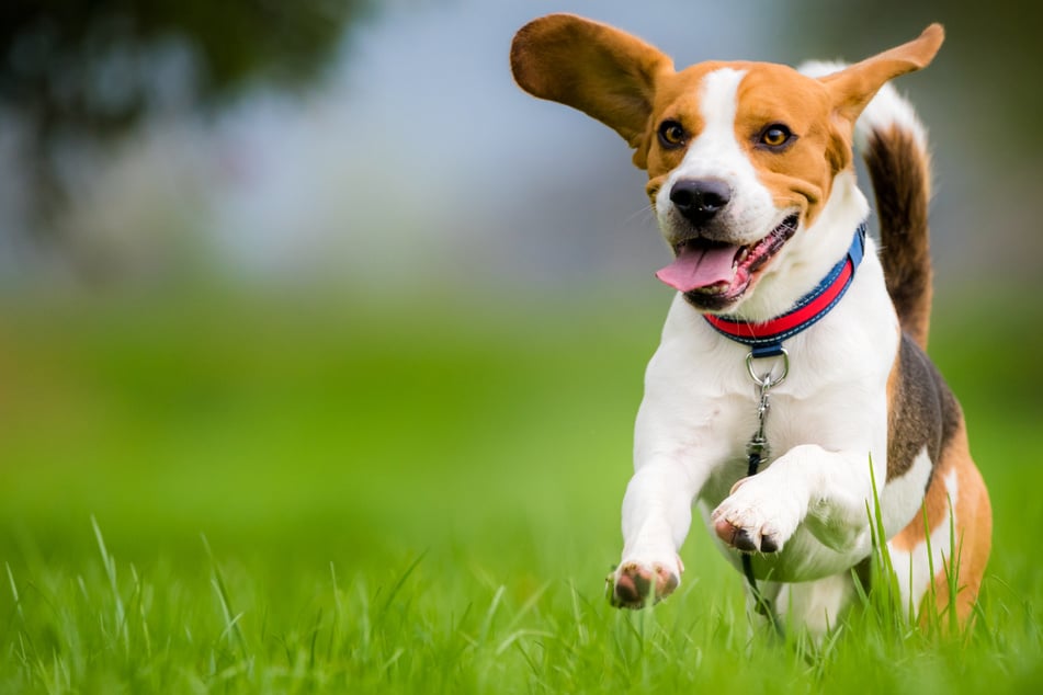Mit den abgetrennten Wiesen soll Hunden zudem die Möglichkeit gegeben werden, sich natürlich zu verhalten, ohne dass ihre Besitzer Konflikte mit anderen Menschen befürchten müssen. (Symbolbild)