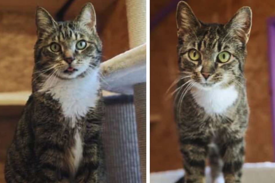 Kater Kiba (l.) ist sehr ruhig und kuschelt am liebsten, während Mali noch sehr verspielt ist.