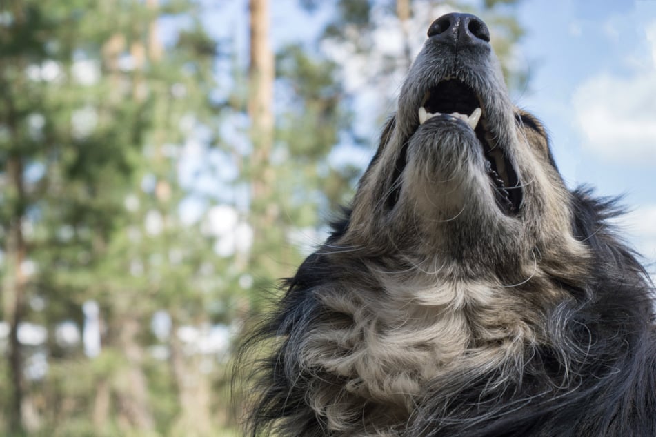 Ein frei laufender Hund bekam im Wald einen Schlag mit einem Wanderstock ab. (Symbolbild)