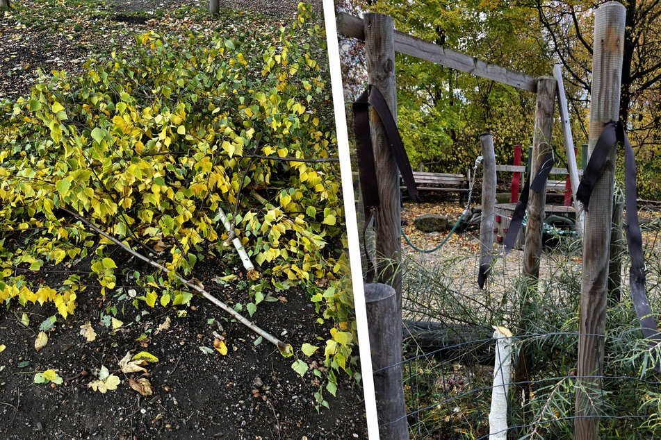 Dresden: Randale im Südpark: Junge Birken mutwillig zerstört - Stadt erstattet Anzeige