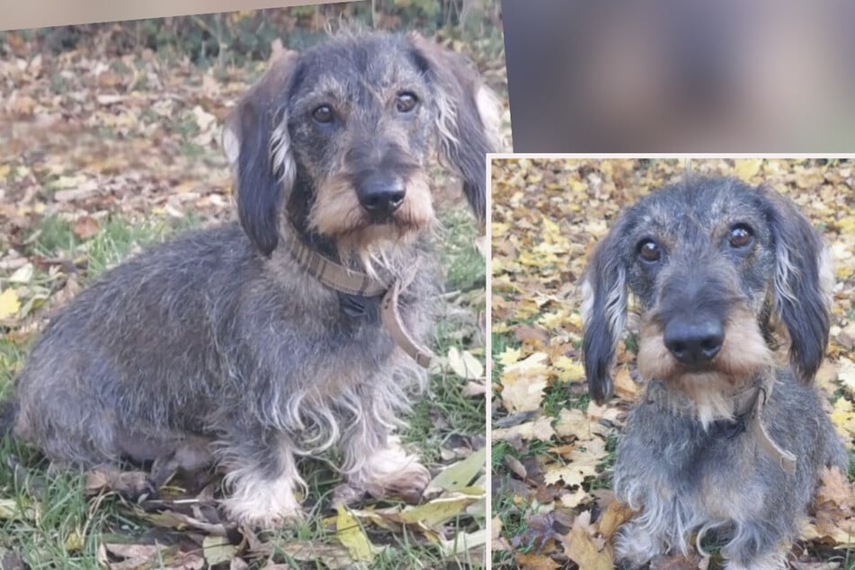 Claudius sucht neues Zuhause: Dieser süße Dackel-Opa ist als gefährlich eingestuft