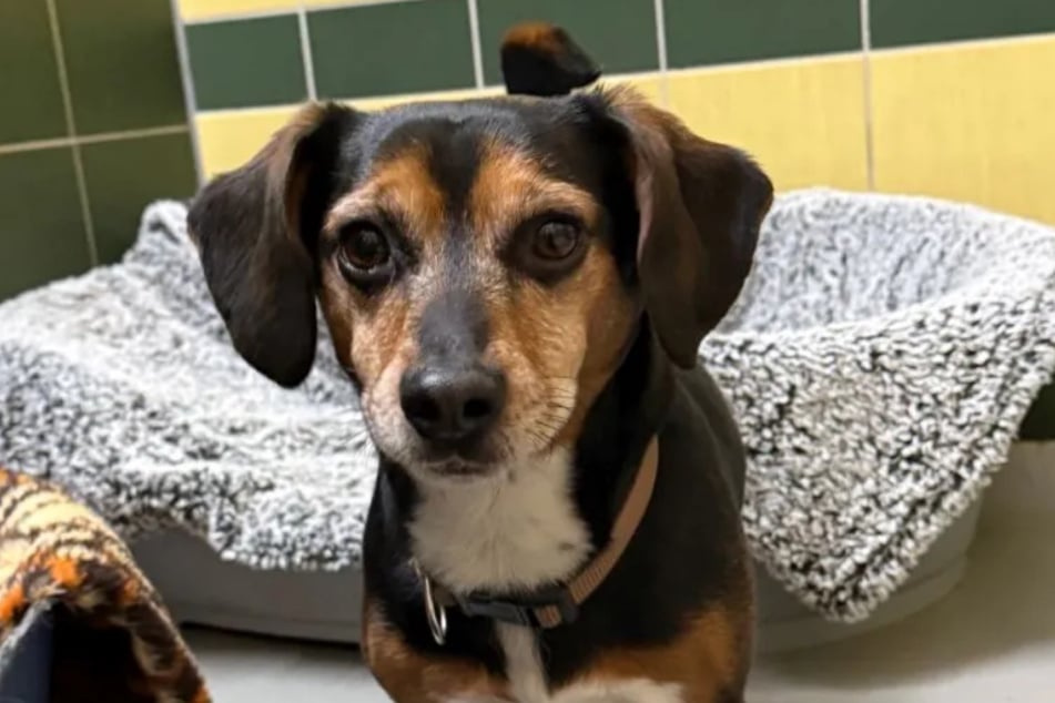 Vor einer Weile zog mit Dackel-Mischling Snoopy ein richtiger Herzensbrecher ins Tierheim Köln-Dellbrück.
