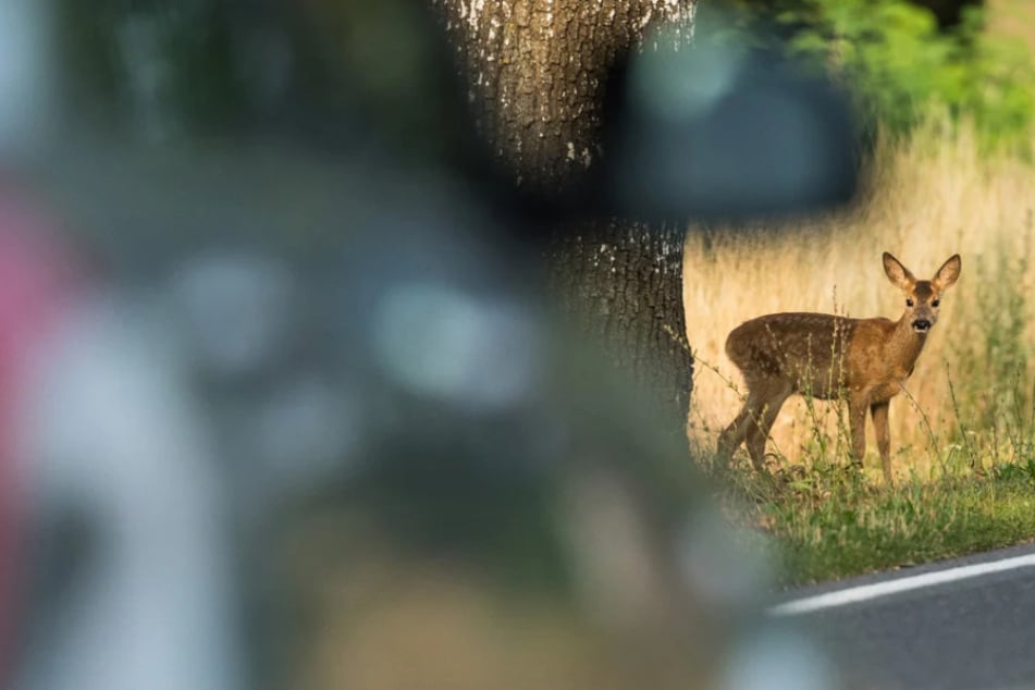 Häufig enden Wildunfälle für die Tiere tödlich. (Symbolbild)