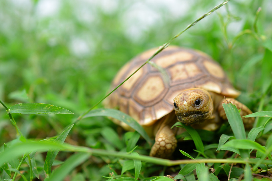 In nicht allzu ferner Zukunft kann mit ordentlich Schildkröten-Nachwuchs im Leipziger Zoo gerechnet werden.