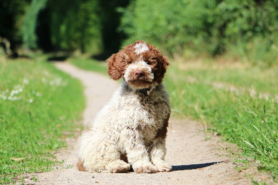 Lagotto Romagnolo is an Italian breed of dog, and it's best known for hunting wetlands for truffles.