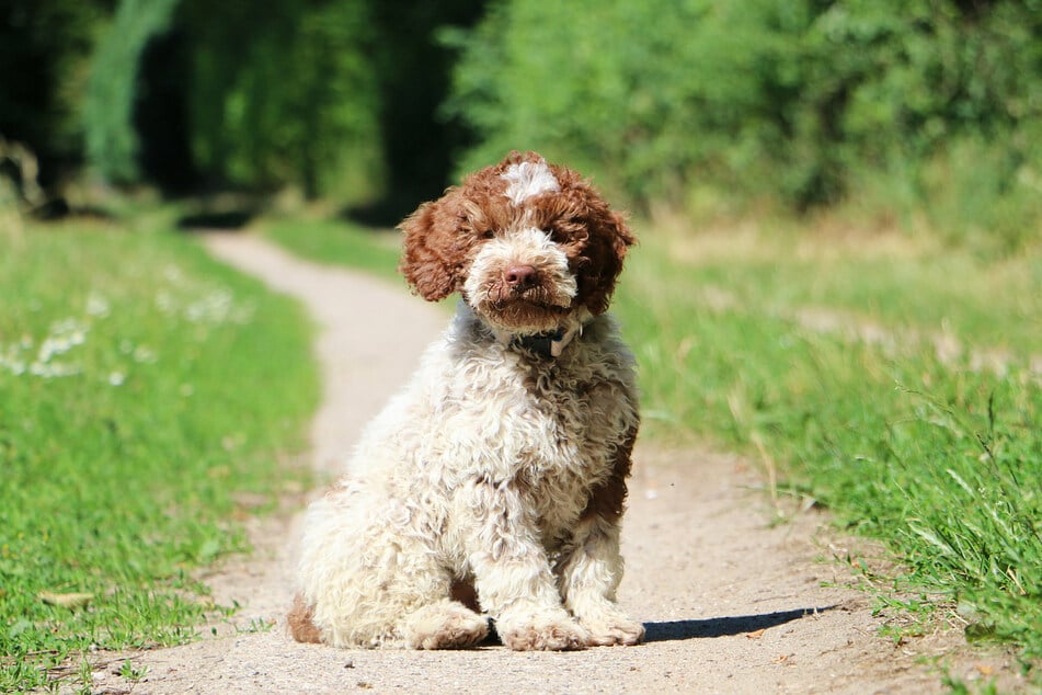 Kleiner Welpe mit Lockenpracht: die Wasserhunderasse Lagotto Romagnolo