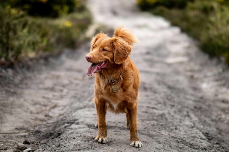For safety and variety, dog owners can consider seasonal routes where the grass and nettles are not too high in summer or where there may not be too much snow in winter.