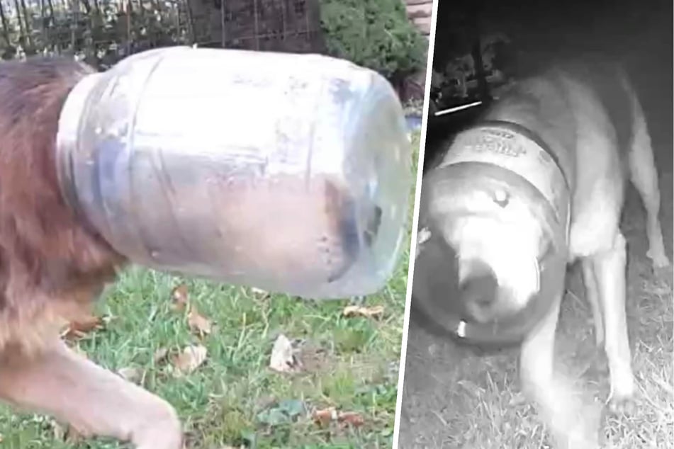 A poor dog wandered around for three days with a plastic cheese puff container stuck on his head.