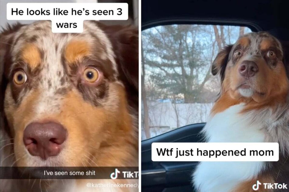 Chance the Australian Shepherd looked "like he's seen three wars," according to his owner.