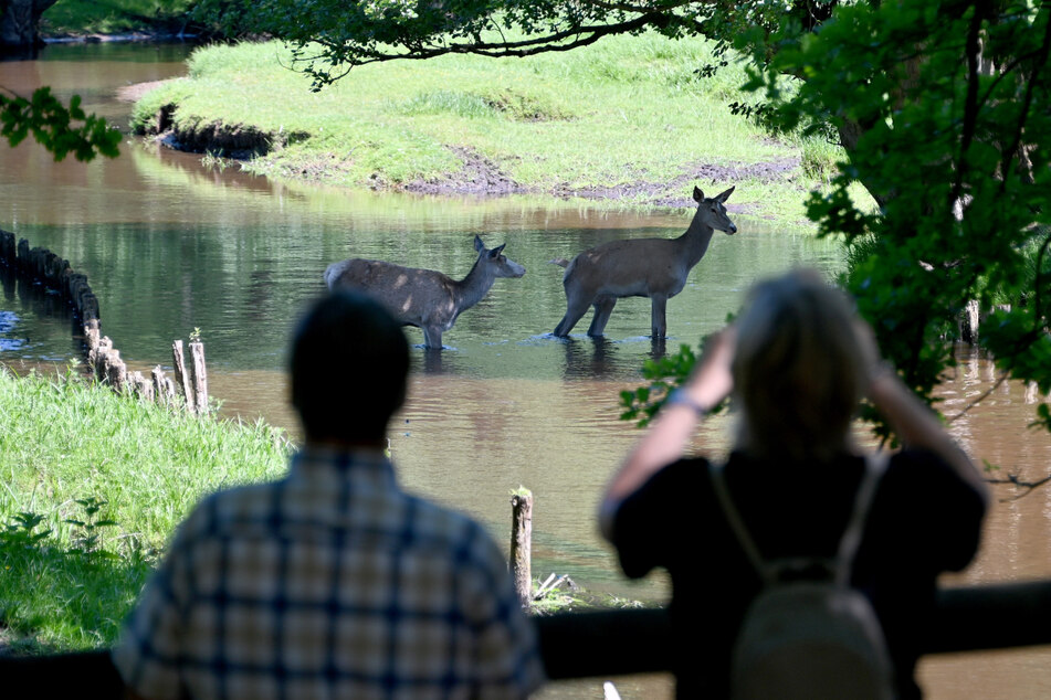 Besonders der Wildpark Eeekholt ist bei Hamburgern als Ausflugsziel beliebt. (Archivbild)