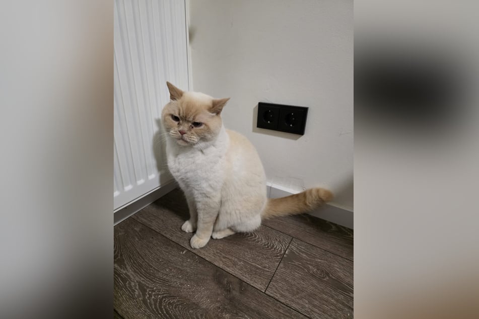 Die Feuerwehr Herdecke rückte wegen einer Katze zu einem kuriosen Einsatz aus. (Symbolbild)